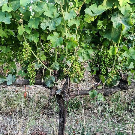 Agriturismo I Debbi Bibbona Εξωτερικό φωτογραφία