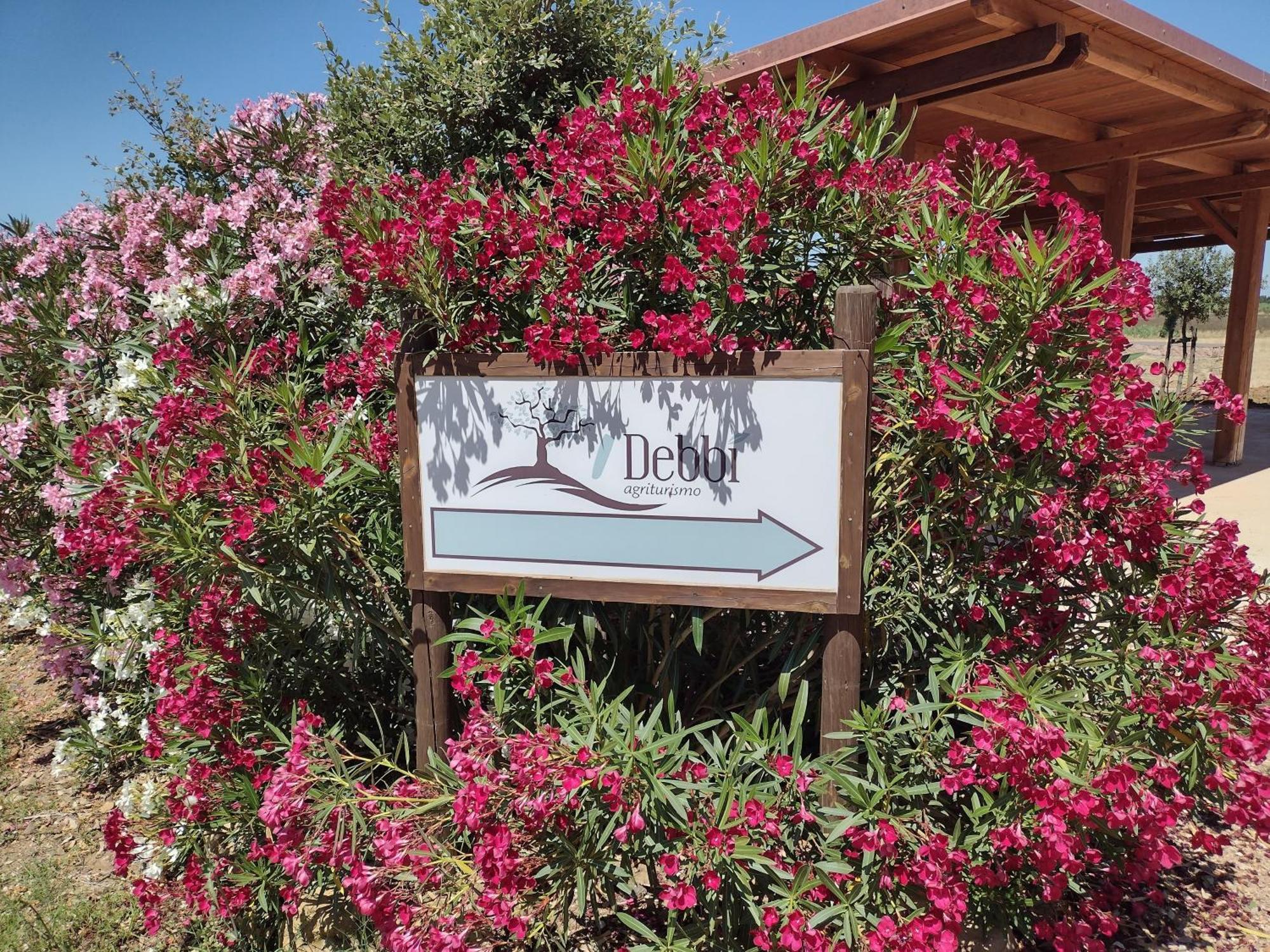 Agriturismo I Debbi Bibbona Εξωτερικό φωτογραφία